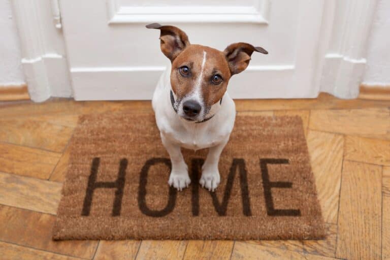 Dog sitting on a welcome mat with the word HOME, symbolising comfort and things you need for a home refresh.