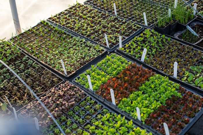 green and purple lettuce growing in posts