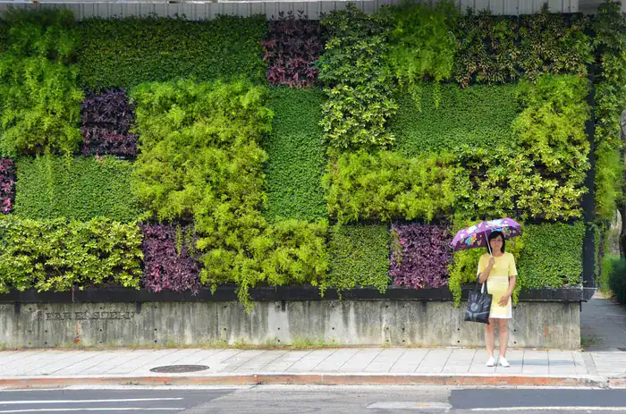 A woman standing in front of a living green wall holding an umbrella.