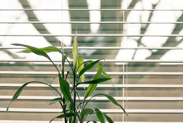 A blind at a kitchen window with a green pot plant in front.