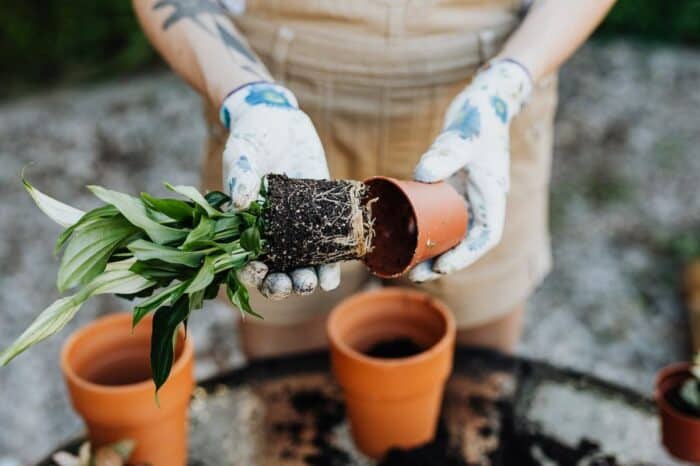 A person with floral-patterned gardening gloves is transplanting a healthy green plant from a small terracotta pot, highlighting the nurturing benefits of gardening for health.