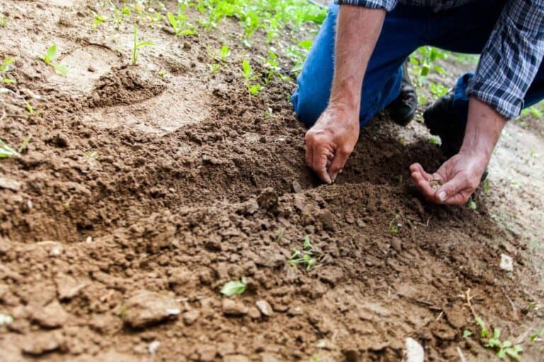 Hands engaged in gardening for health, carefully planting seeds in rich soil with sprouts emerging, highlighting the connection between horticulture and wellness.