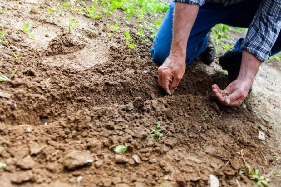 Hands engaged in gardening for health, carefully planting seeds in rich soil with sprouts emerging, highlighting the connection between horticulture and wellness.
