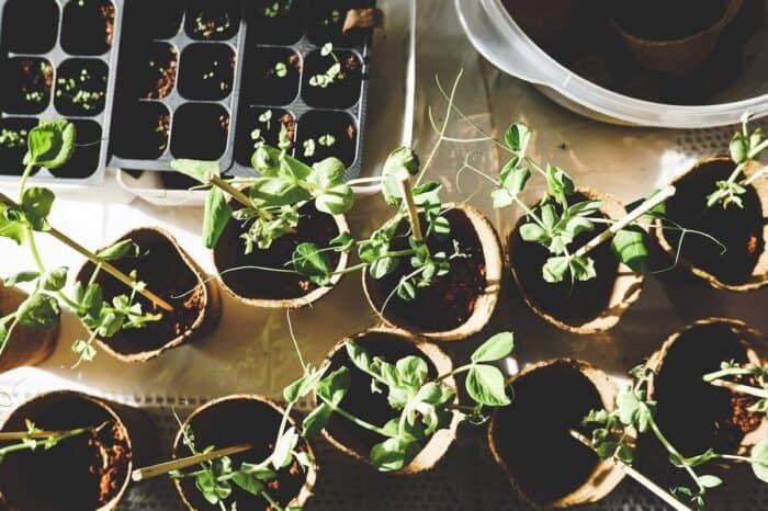 Seedlings sprouting in biodegradable pots bask in sunlight, ready for planting in a garden, illustrating the theme of sustainable gardening for health.