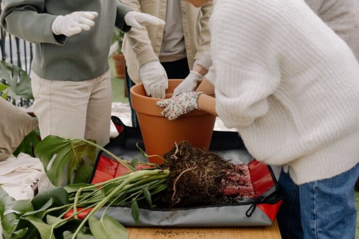 Friends gathered for a gardening session, repotting a lush green houseplant together into a terracotta pot, highlighting the social aspect of gardening for well-being.
