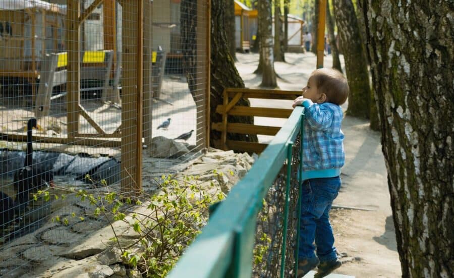 A toddler standing at a fence, watching animals in a zoo.