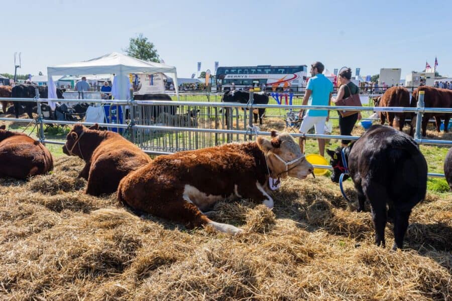 Cattle resting at a rural country show with visitors and tents in the background.