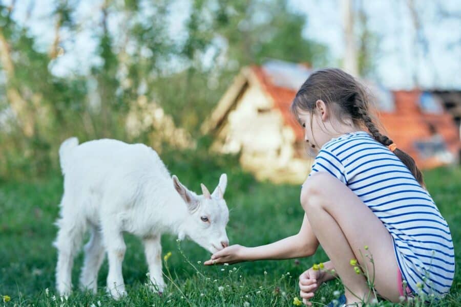 A young girl in a striped shirt feeding a white baby goat in a grassy field, promoting kindness, sustainability, and responsible living.