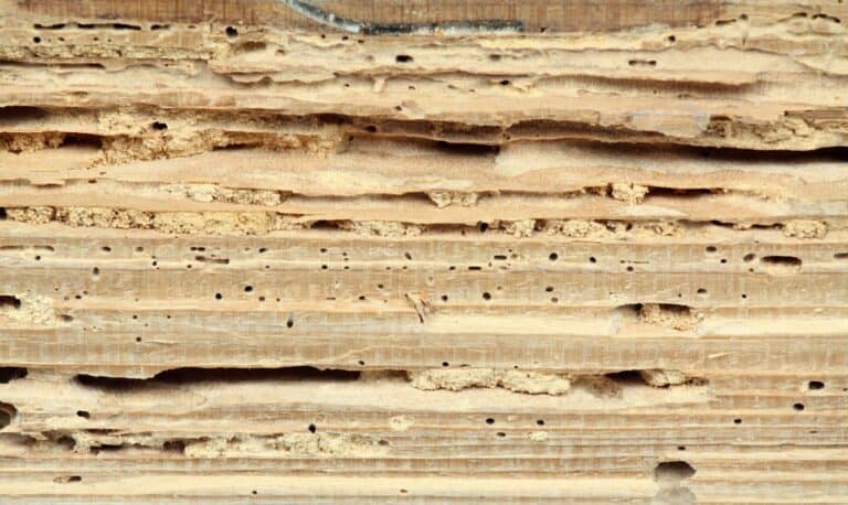Close-up of termite-damaged wood showing tunnels and holes, often not covered by home insurance