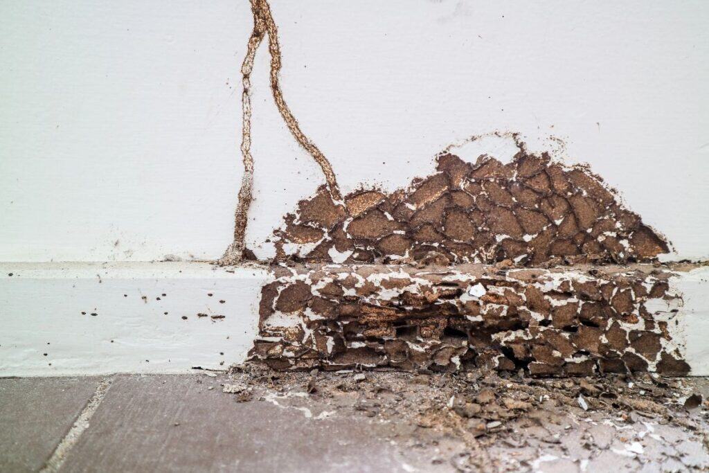 Why termite damage is not covered by insurance: mud tubes on wall and crumbling skirting board