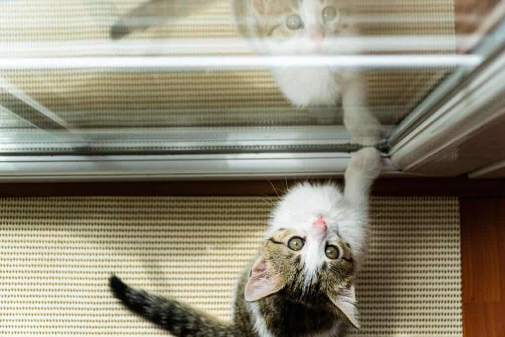Cat looking up through a glass window at home.