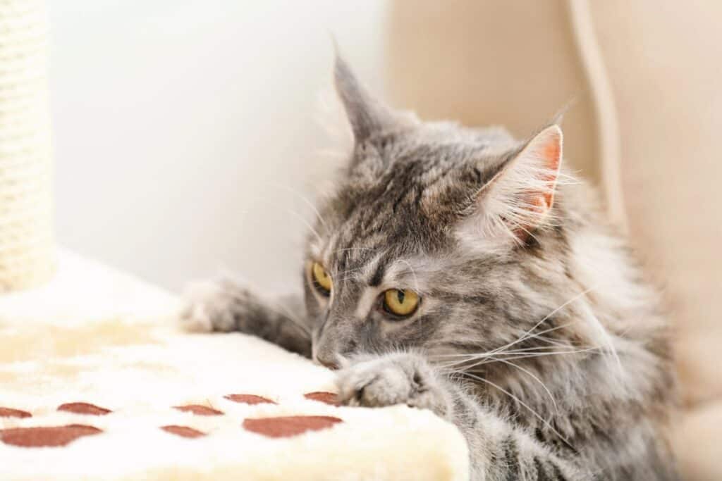 Cat resting on a soft blanket in a warm spot at home.