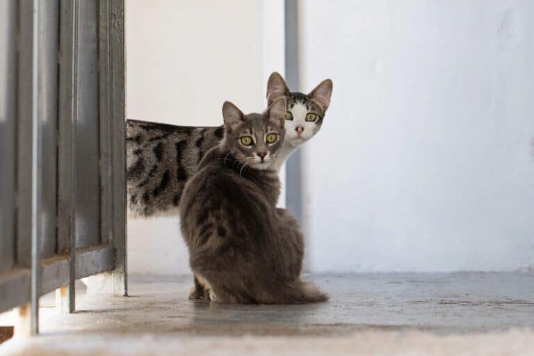 Two cats sitting by a doorway, representing possible signs of arthritis in cats.