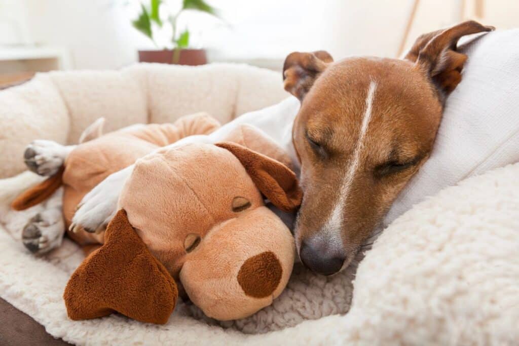 Dog sleeping comfortably beside a soft toy on cosy bedding.