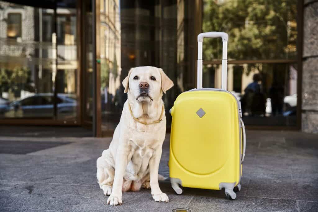 Labrador sitting beside a yellow suitcase outside a hotel