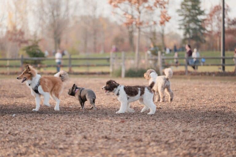 Dogs playing together in a secure outdoor area at a dog boarding facility.
